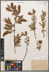 Foto von Salix caprea L. x Salix purpurea L.